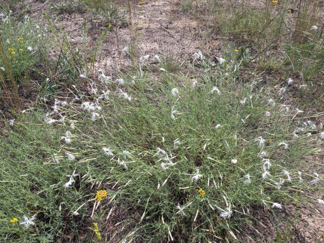 Image of Dianthus pseudosquarrosus specimen.