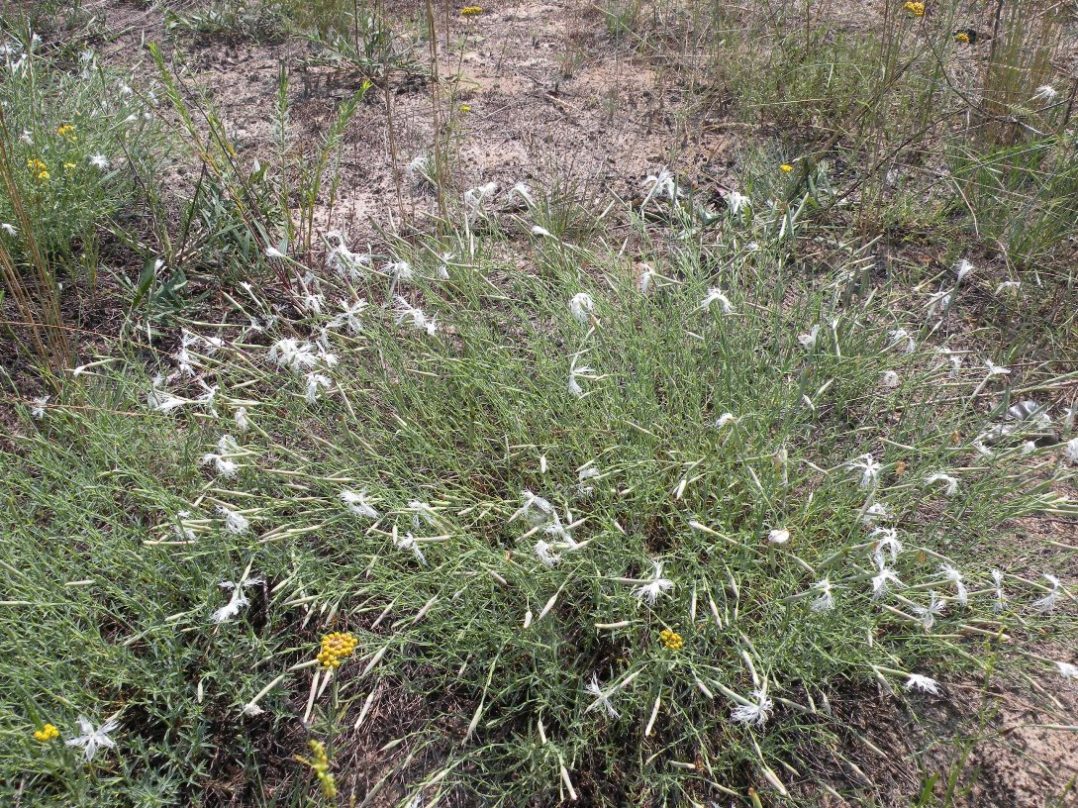 Изображение особи Dianthus pseudosquarrosus.