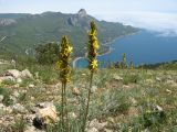 Asphodeline lutea. Цветущие растения. Крым, Севастополь, Балаклавский р-н, Юго-восточные склоны мыса Айя. 15 мая 2011 г.