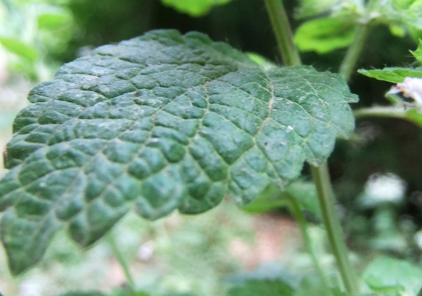 Image of Melissa officinalis specimen.