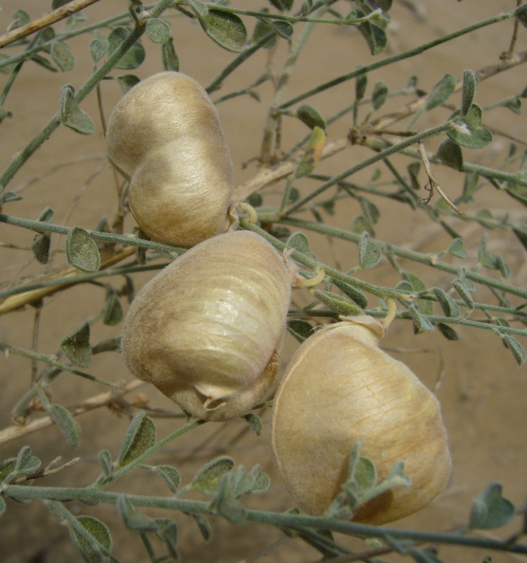 Image of Smirnowia turkestana specimen.