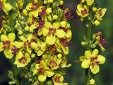 Verbascum nigrum