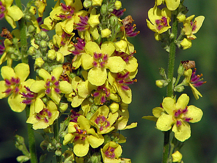 Изображение особи Verbascum nigrum.