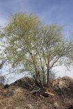genus Salix. Дерево в цвету. Узбекистан, Самаркандская область, берег Аму-Бухарского канала (Экоцентр \"Джейран\"). 02.04.2011.
