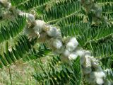 Astragalus sieversianus