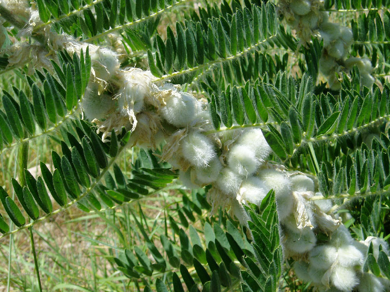 Изображение особи Astragalus sieversianus.