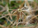 Taraxacum bessarabicum. Соплодие с осыпающимися плодами-семянками. Крым, Севастополь, балка Бермана, на берегу родника. 08.10.2009.