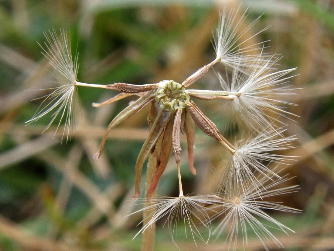Image of Taraxacum bessarabicum specimen.