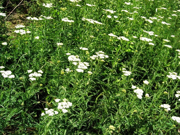 Image of Achillea millefolium specimen.