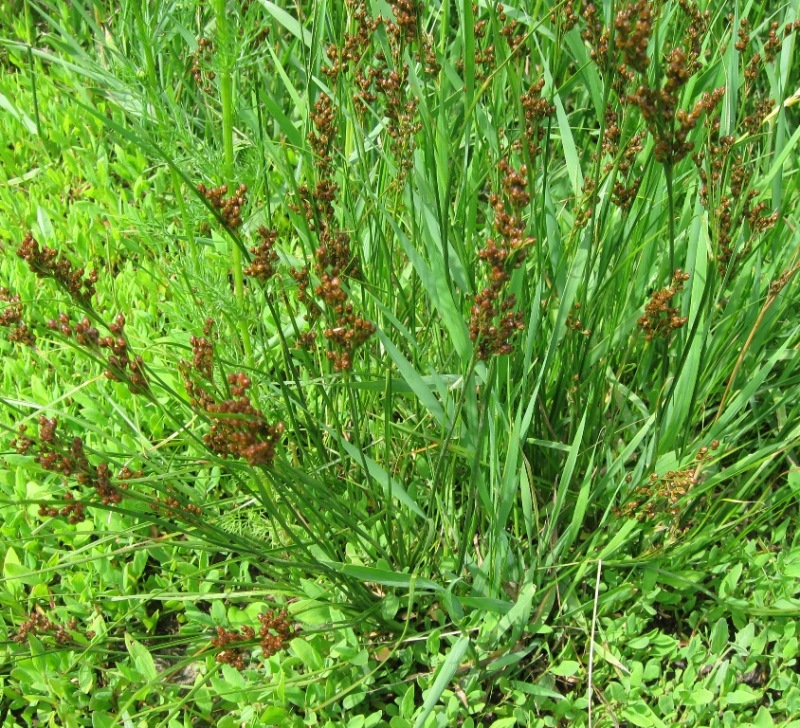 Изображение особи Juncus compressus.