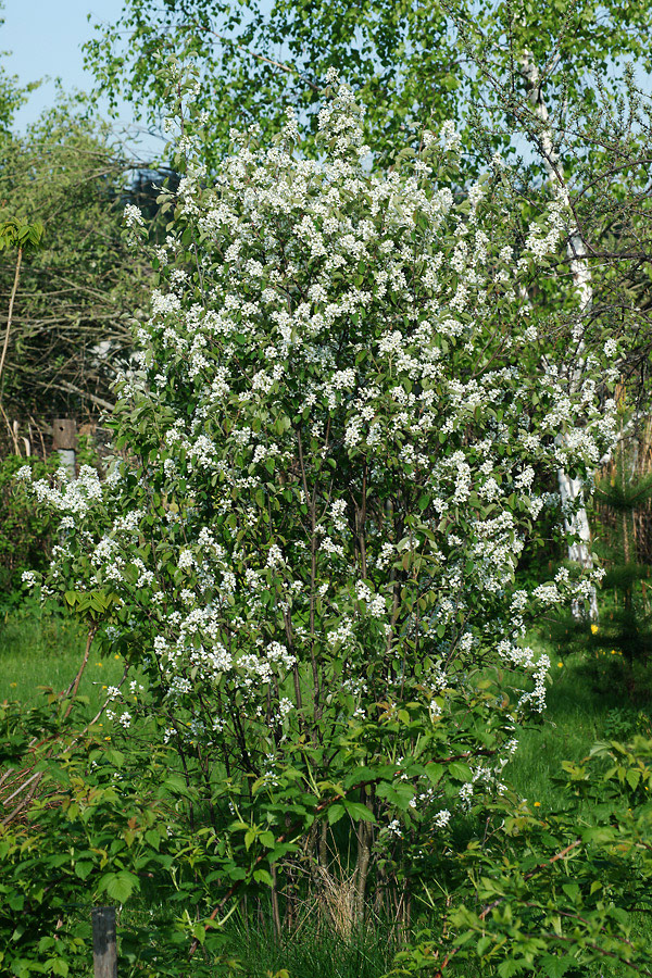 Image of Amelanchier spicata specimen.