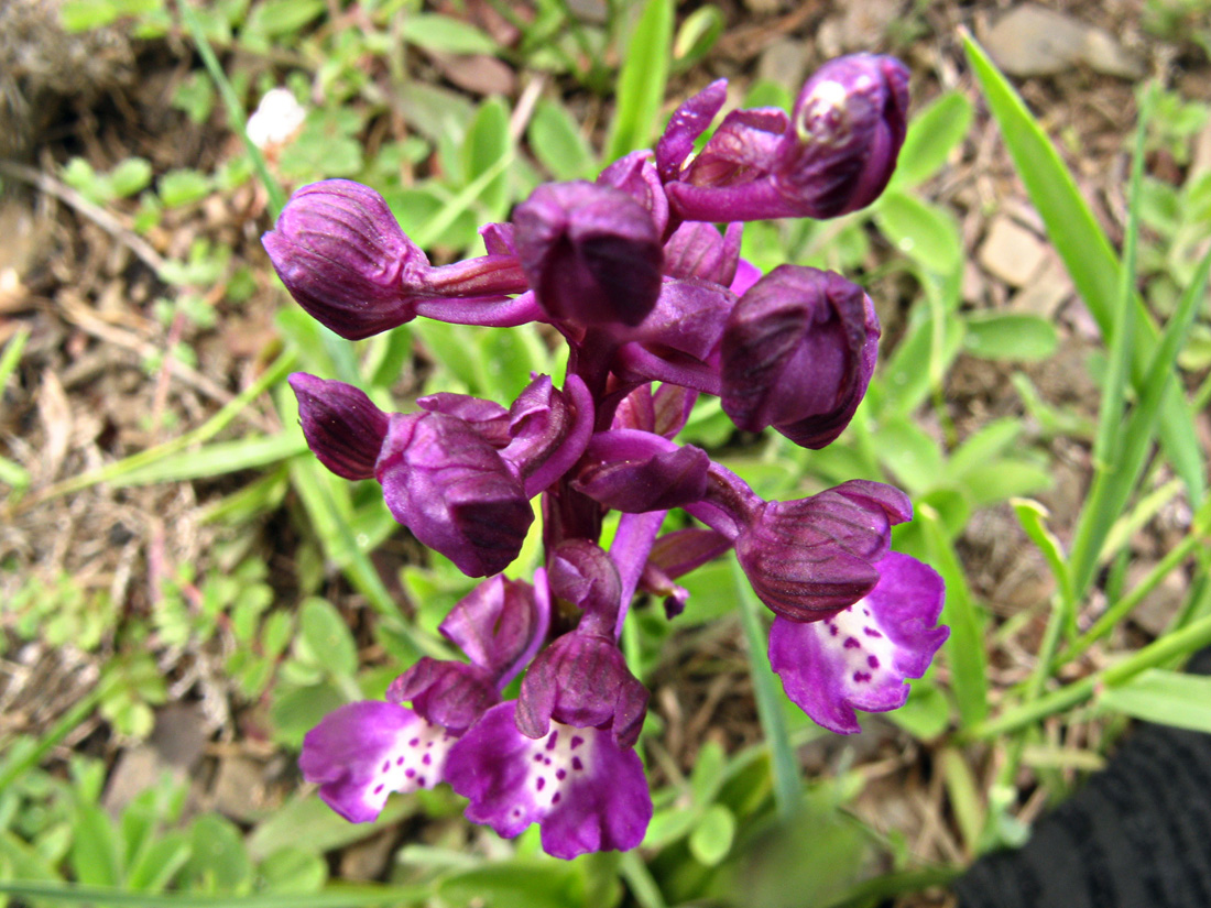 Image of Anacamptis morio ssp. caucasica specimen.