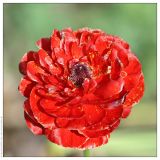Ranunculus asiaticus