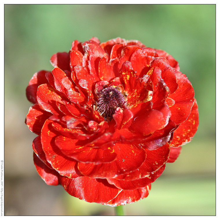 Image of Ranunculus asiaticus specimen.