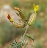 Astragalus xanthomeloides