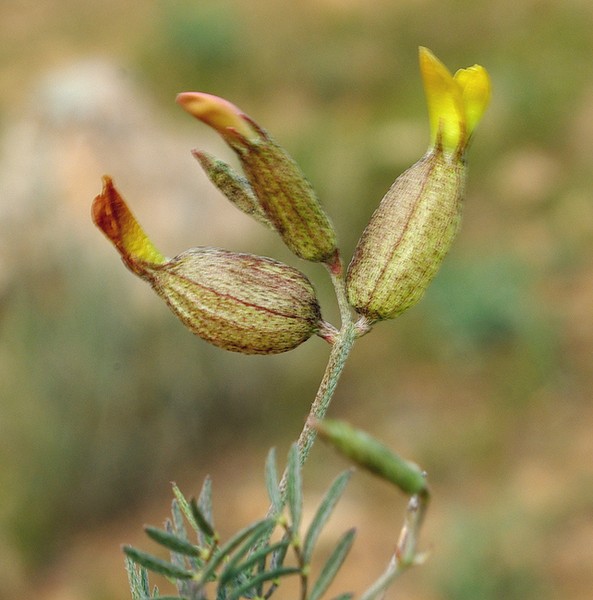 Image of Astragalus xanthomeloides specimen.