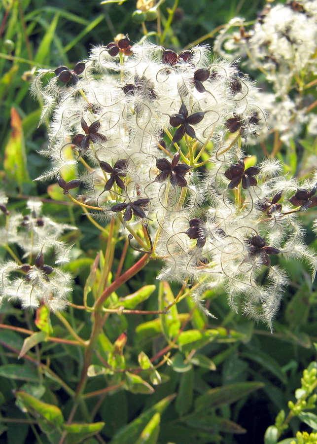 Image of Clematis recta specimen.