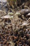 Sedum alberti. Цветущие растения. Южный Казахстан, Верхний Боролдай, ущ. Карасай, восточный гребень. 05.07.2011.