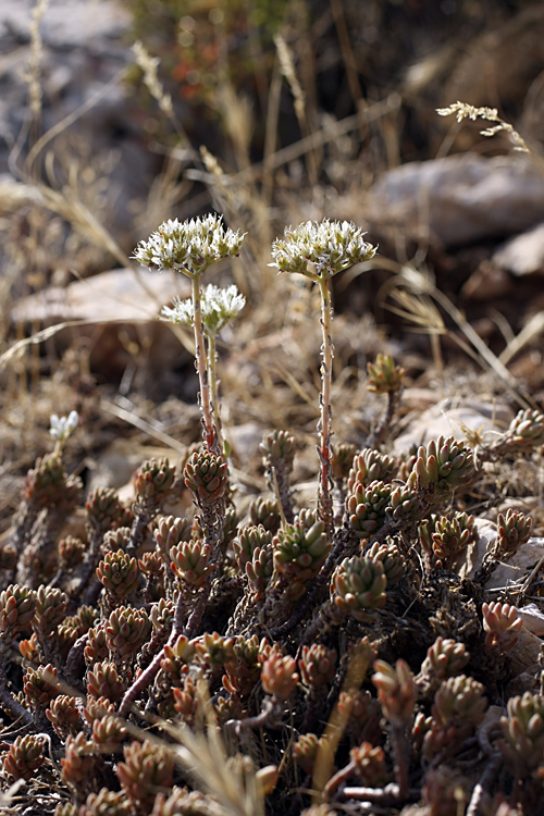Image of Sedum alberti specimen.