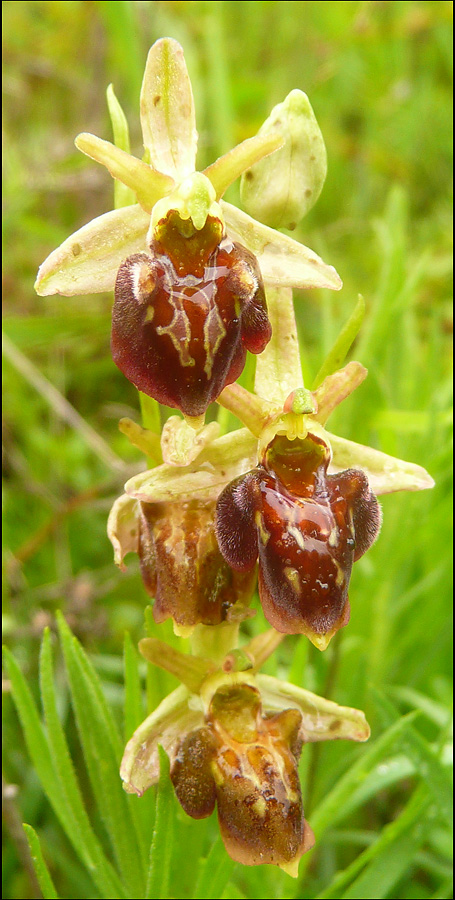 Изображение особи Ophrys mammosa ssp. caucasica.