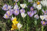 Crocus vernus