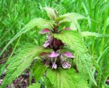 Lamium barbatum