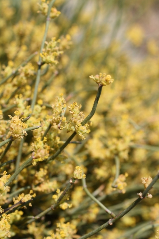 Image of Ephedra distachya specimen.