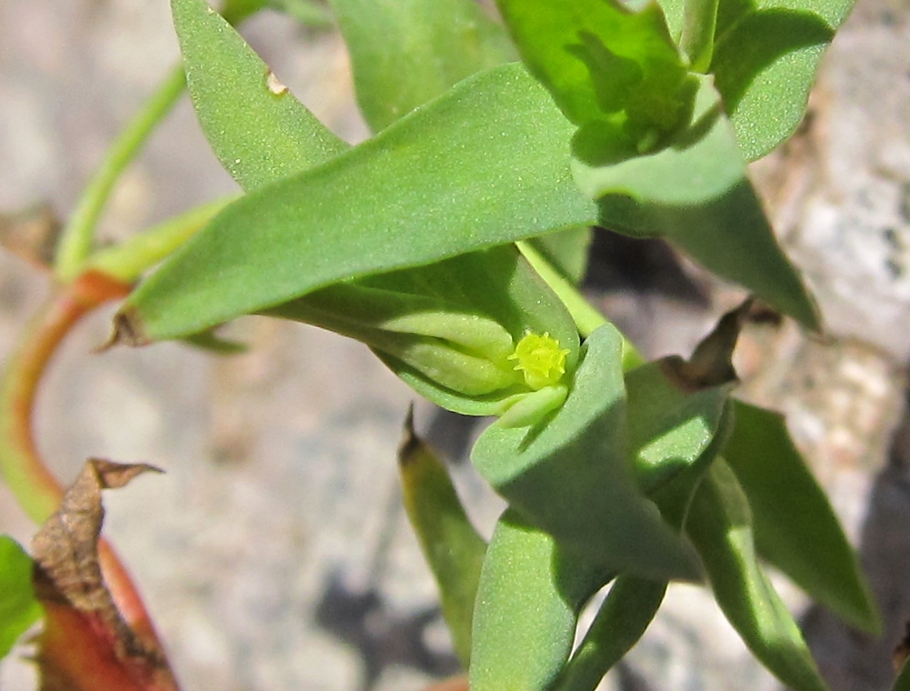 Изображение особи Euphorbia peplus.