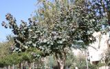 Hibiscus tiliaceus. Крона дерева. Израиль, г. Кирьят-Оно, уличное озеленение. 27.02.2011.