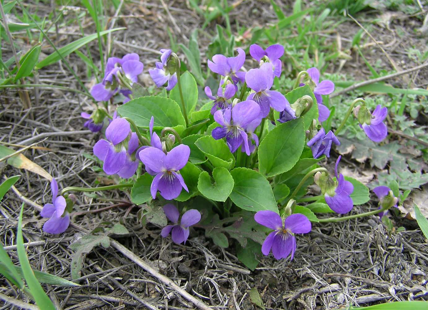 Изображение особи Viola ambigua.