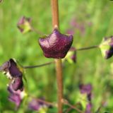 Verbascum phoeniceum