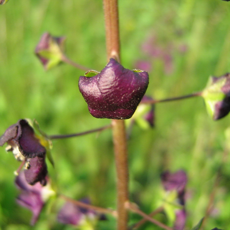 Image of Verbascum phoeniceum specimen.