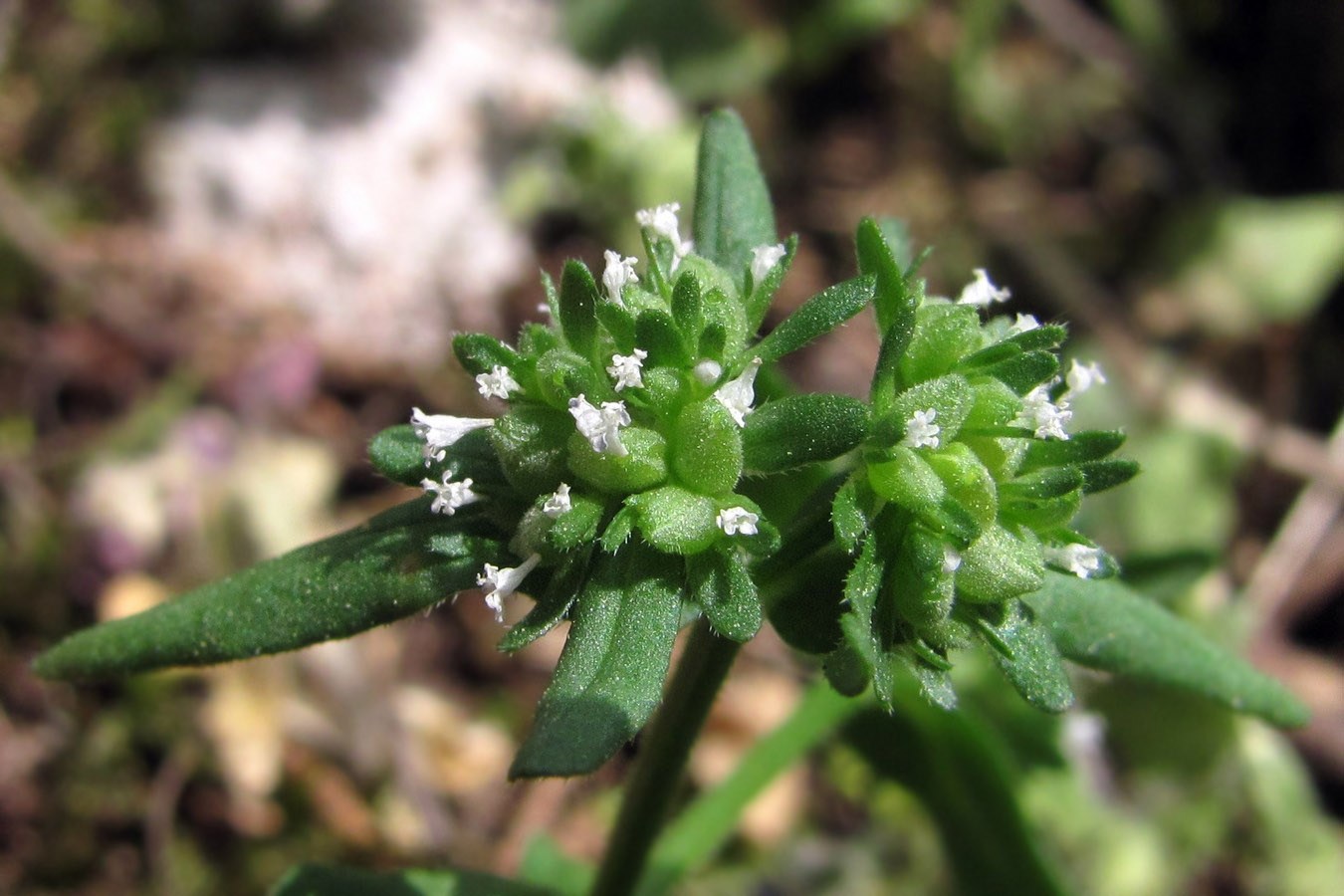 Изображение особи Valerianella locusta.