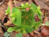 Euphorbia savaryi. Верхушка растения с распускающимися соцветиями. Владивосток, Академгородок. 15 мая 2012 г.