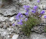 Campanula cochleariifolia