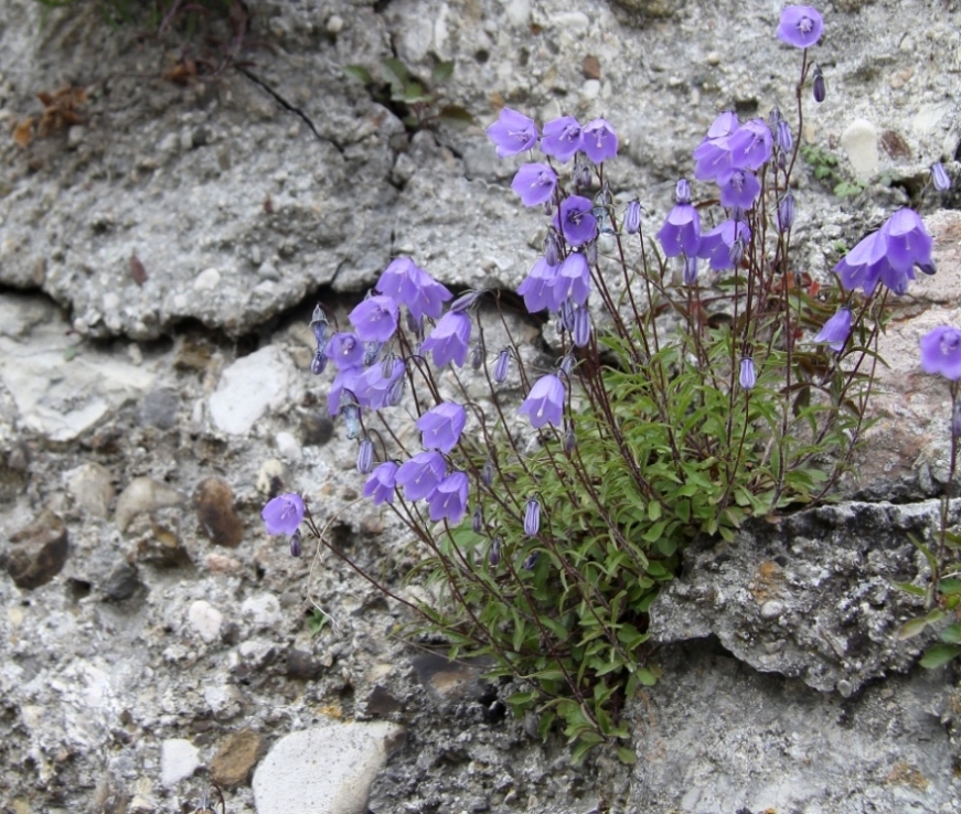 Image of Campanula cochleariifolia specimen.