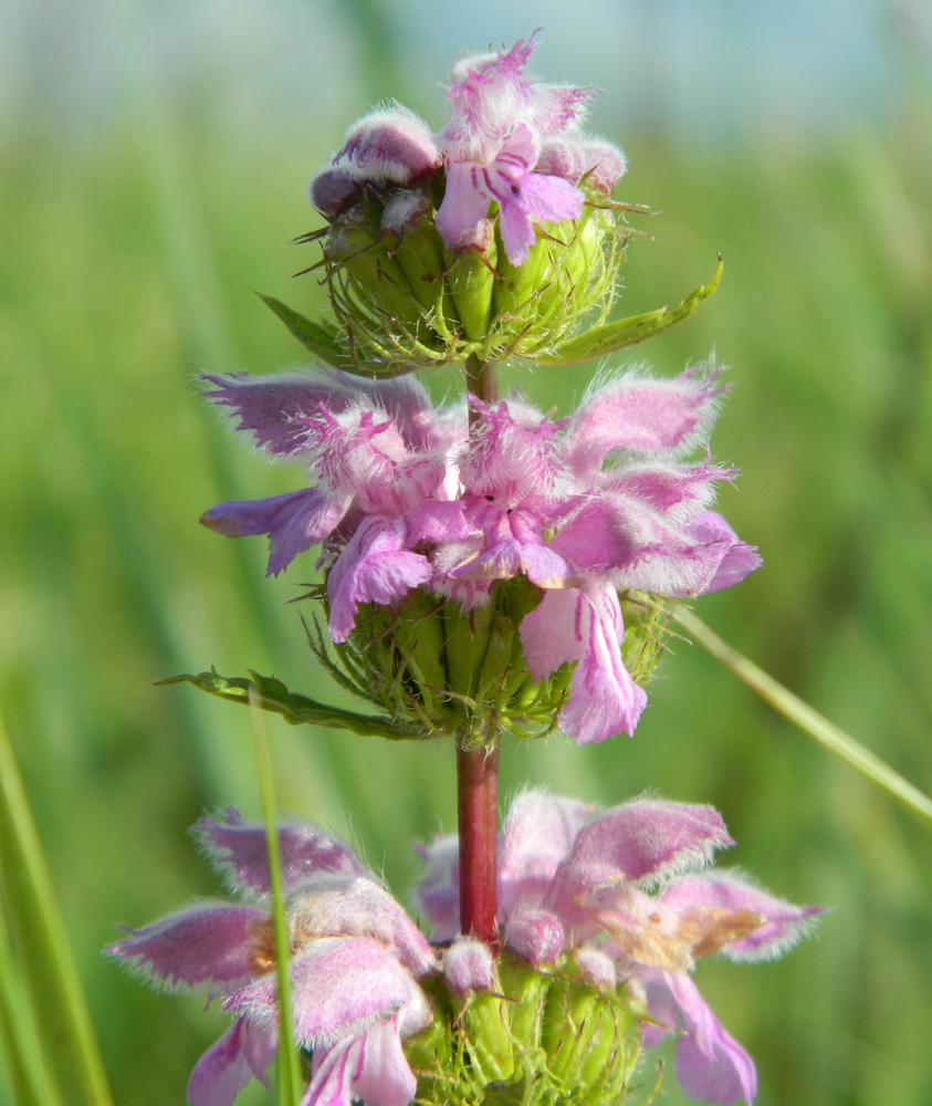 Image of Phlomoides tuberosa specimen.