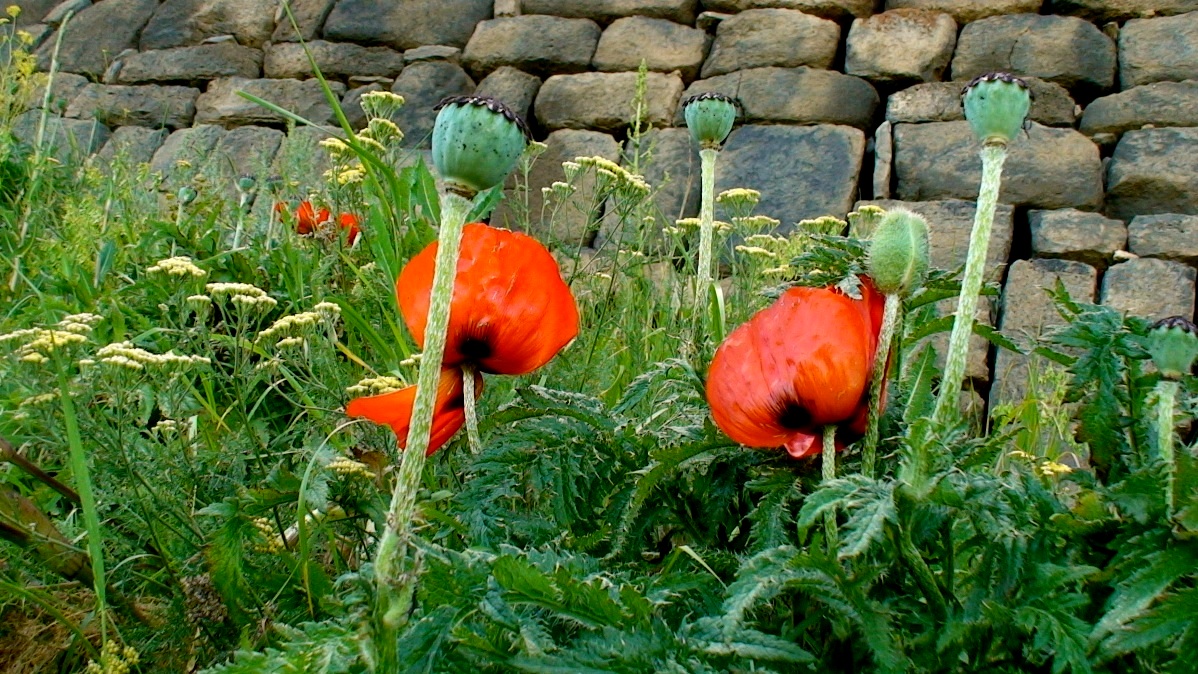 Изображение особи Papaver setiferum.