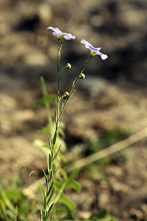 Image of Linum macrorhizum specimen.