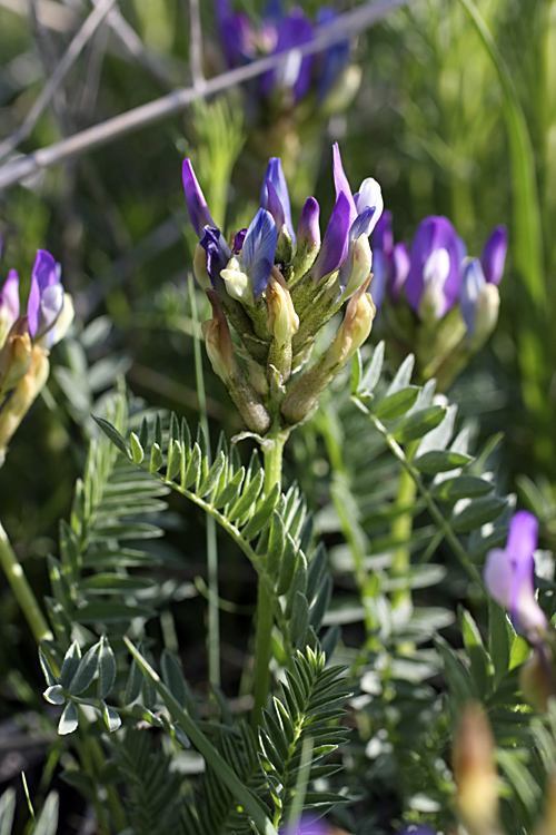 Image of Astragalus masenderanus specimen.