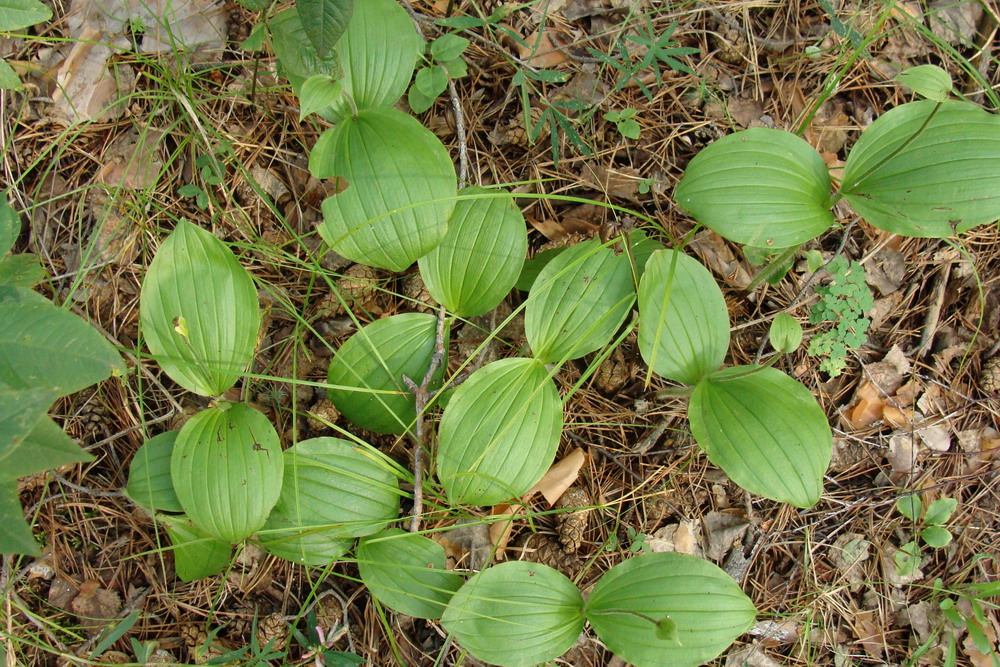 Image of Cypripedium guttatum specimen.