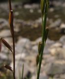 Triglochin palustris. Часть соплодия с вызревающими и раскрывшимися плодами. Испания, автономия Арагон, провинция Уэска, горный массив Пиренеи, долина Бухаруэло (Valle de Bujaruelo), берег реки Ара, 1450 м н.у.м. 20 августа 2012 г.