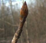 Populus tremula. Верхушка покоящегося побега с почкой. Курская обл., г. Железногорск, ур. Опажье. 14 апреля 2009 г.