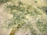 Zannichellia repens. Растение с сильно разветвленным корневищем. Астраханская обл., Харабалинский р-н, р. Ахтуба в районе паромной переправы. 12.08.2012.