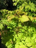 Astilbe chinensis