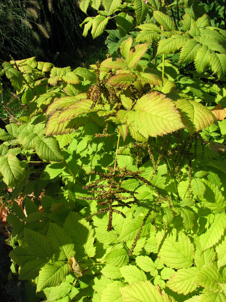 Изображение особи Astilbe chinensis.