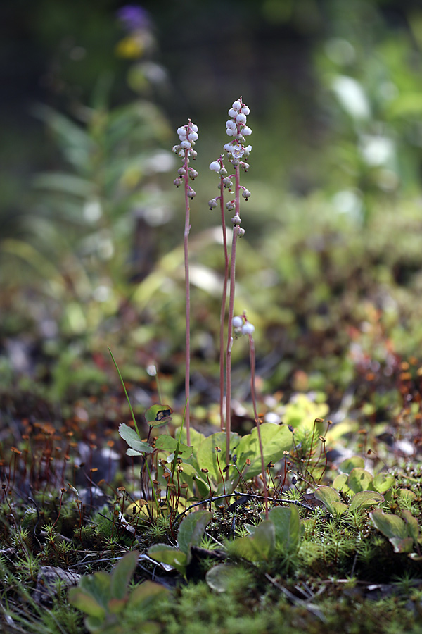 Image of Pyrola minor specimen.