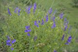 Scutellaria baicalensis