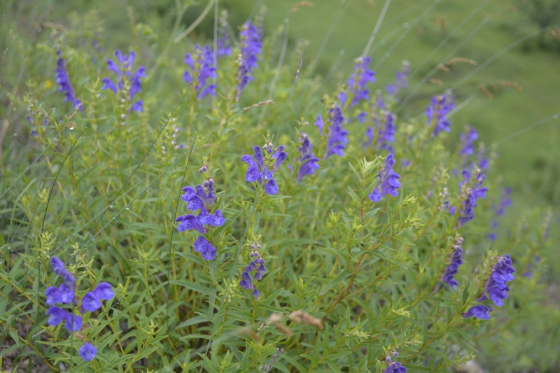 Изображение особи Scutellaria baicalensis.