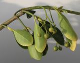 Euonymus fortunei